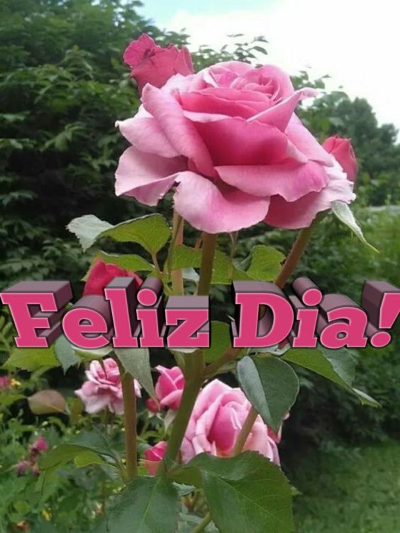 Feliz Día