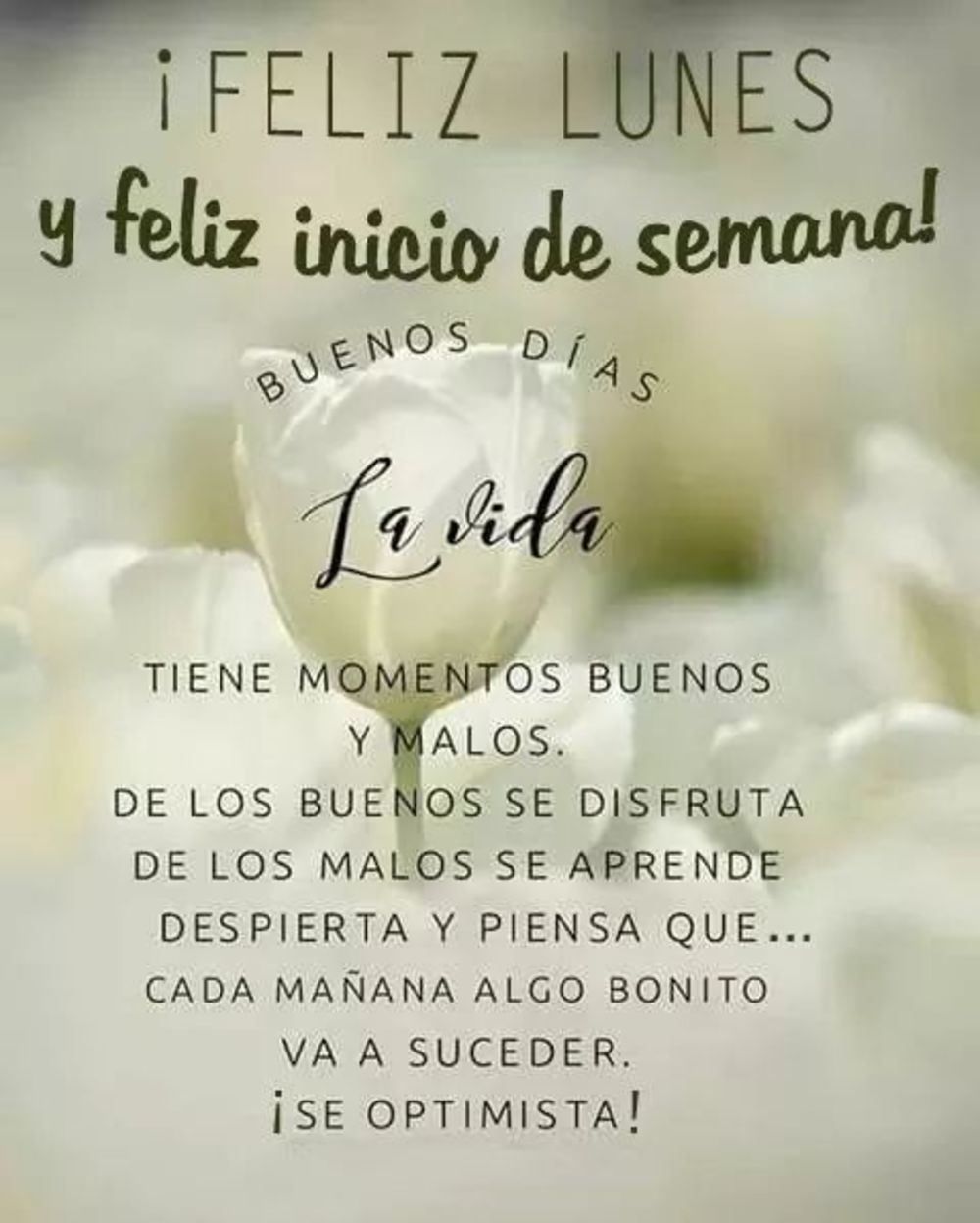 Feliz lunes hermosas frases