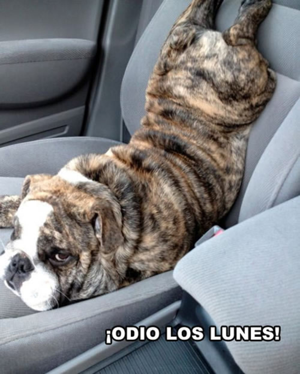 Odio los lunes