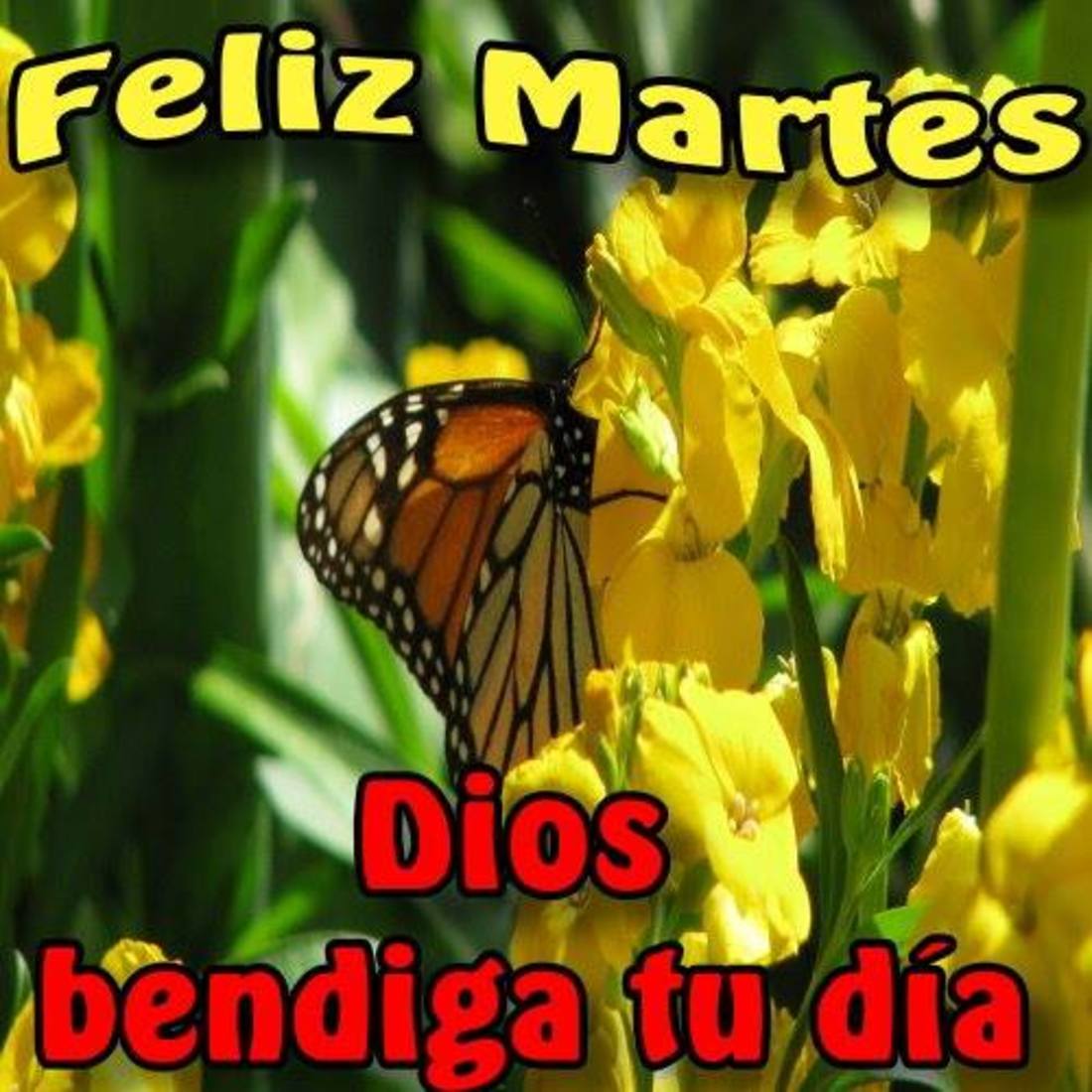 Feliz Martes Dios bendiga tu día