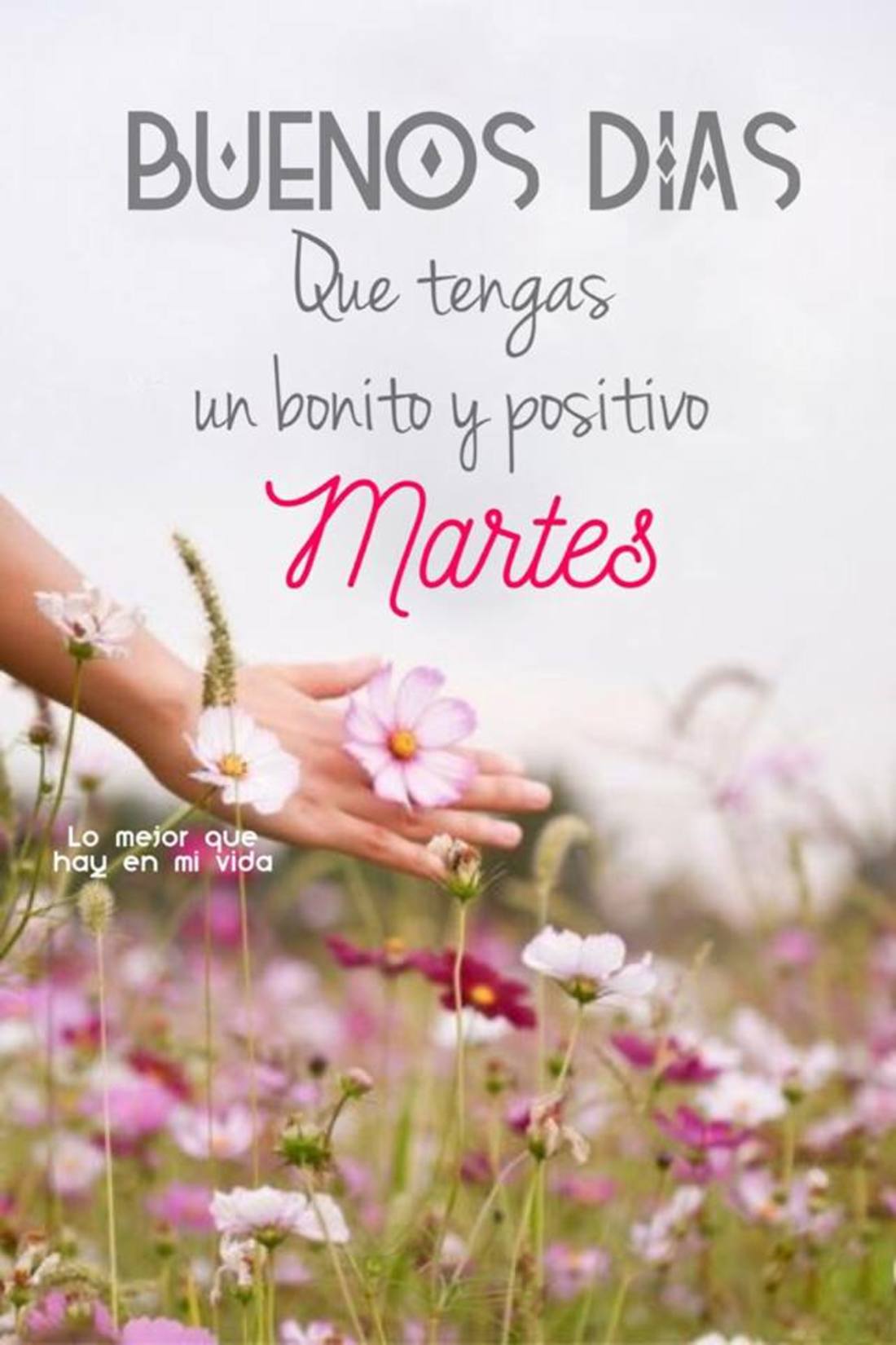 Feliz Martes Bellas Imágenes Y Frases Página 9 De 10