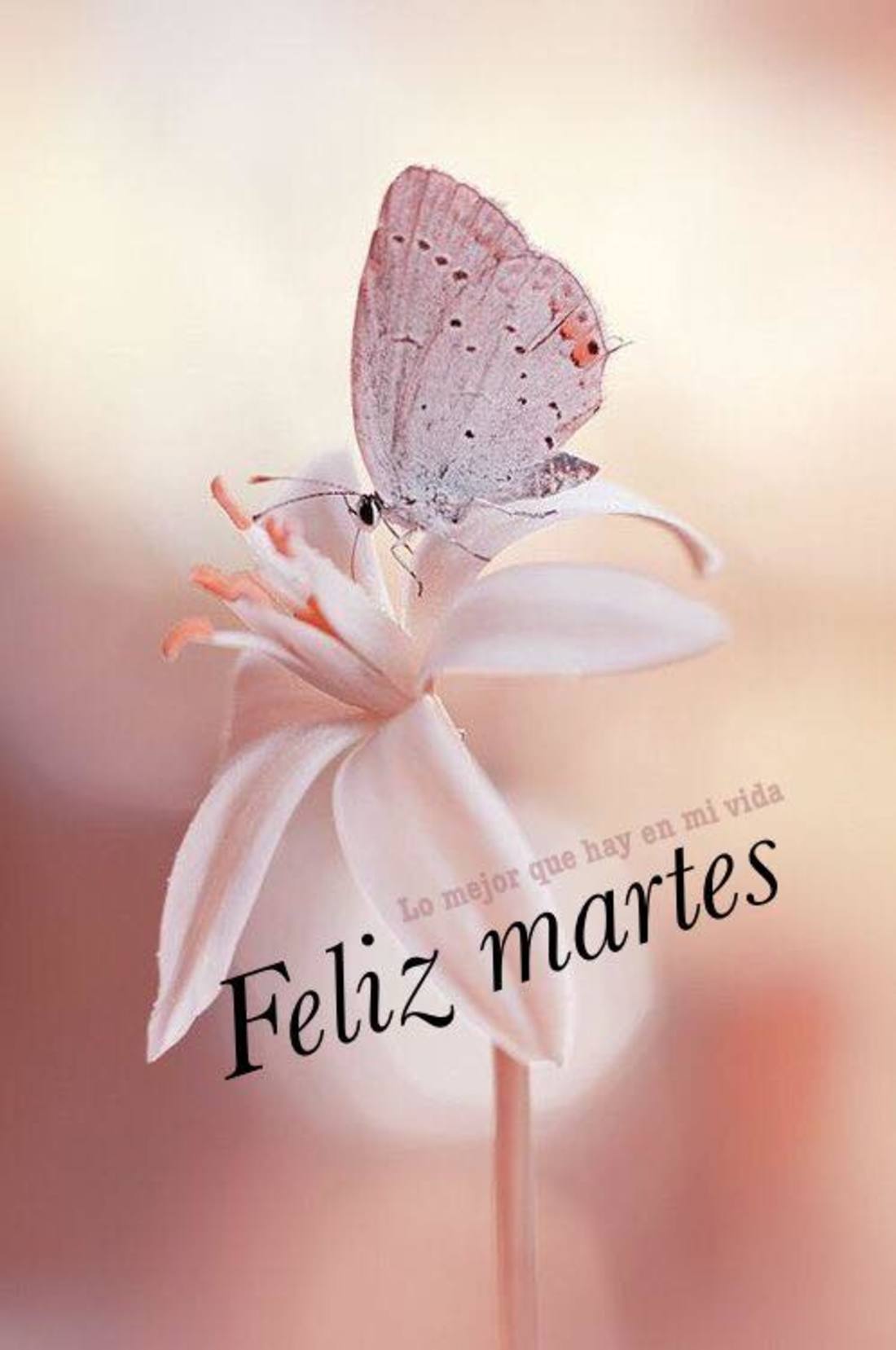 Feliz Martes