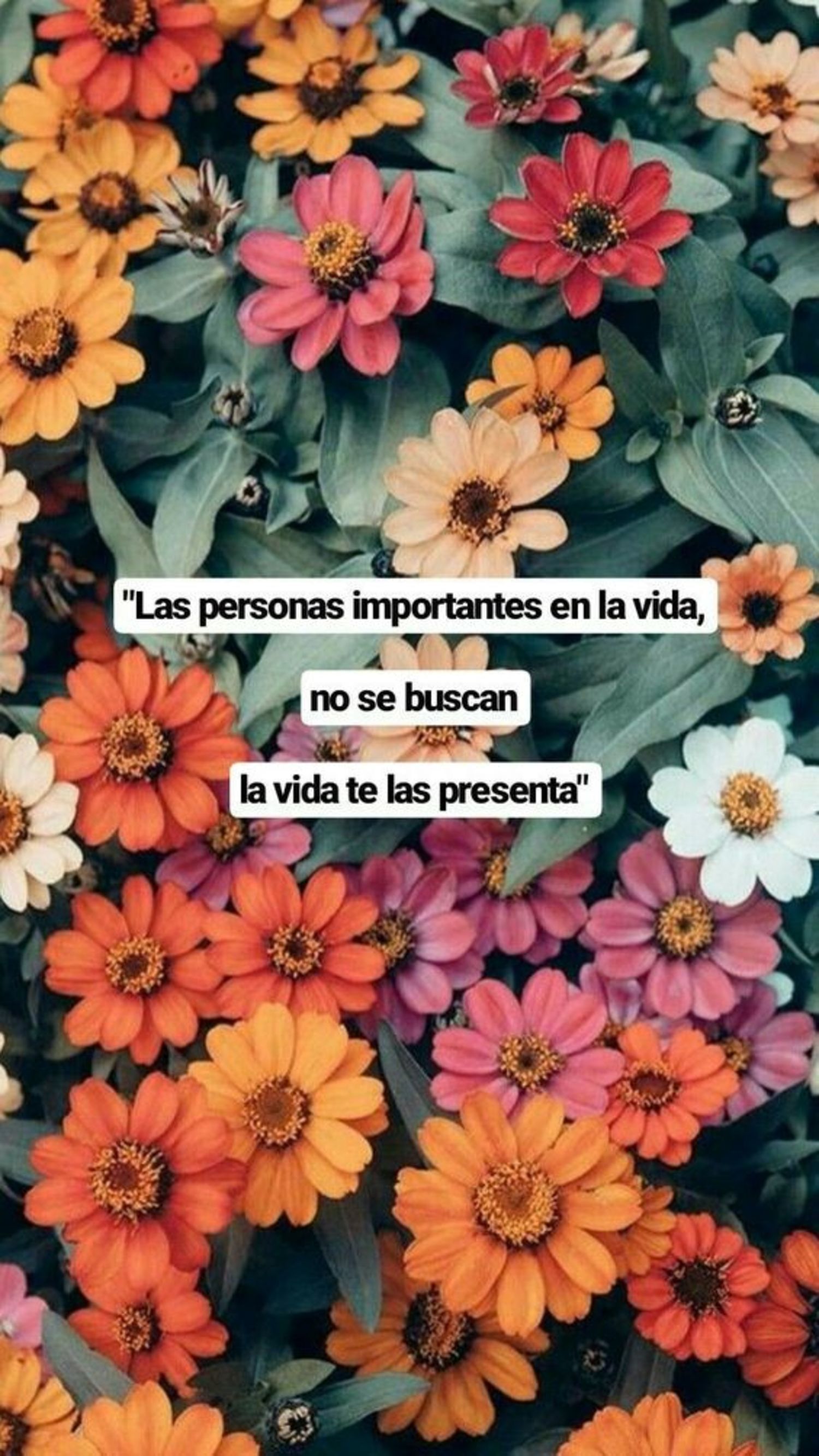 Las personas importantes en la vida, no se buscan la vida te las presenta