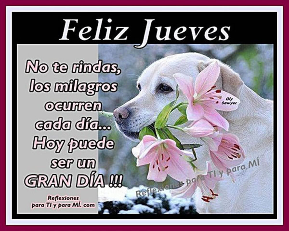 Feliz jueves no te rindas, los milagros ocurren cada día...hoy puede ser un gran día!!!