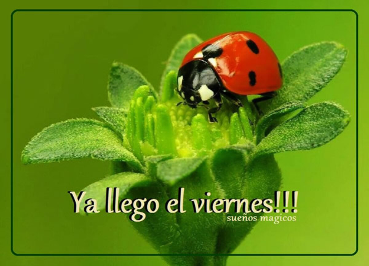 Ya llego el viernes!!