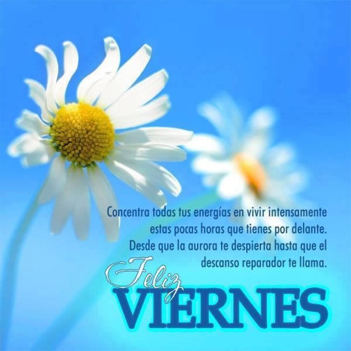 Hermosas frases de feliz viernes