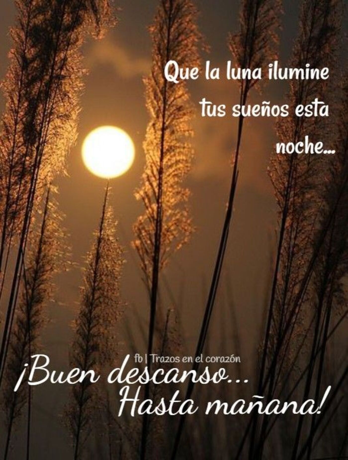 Que la luna ilumine tus sueños esta noche... buen descanso...hasta mañana!