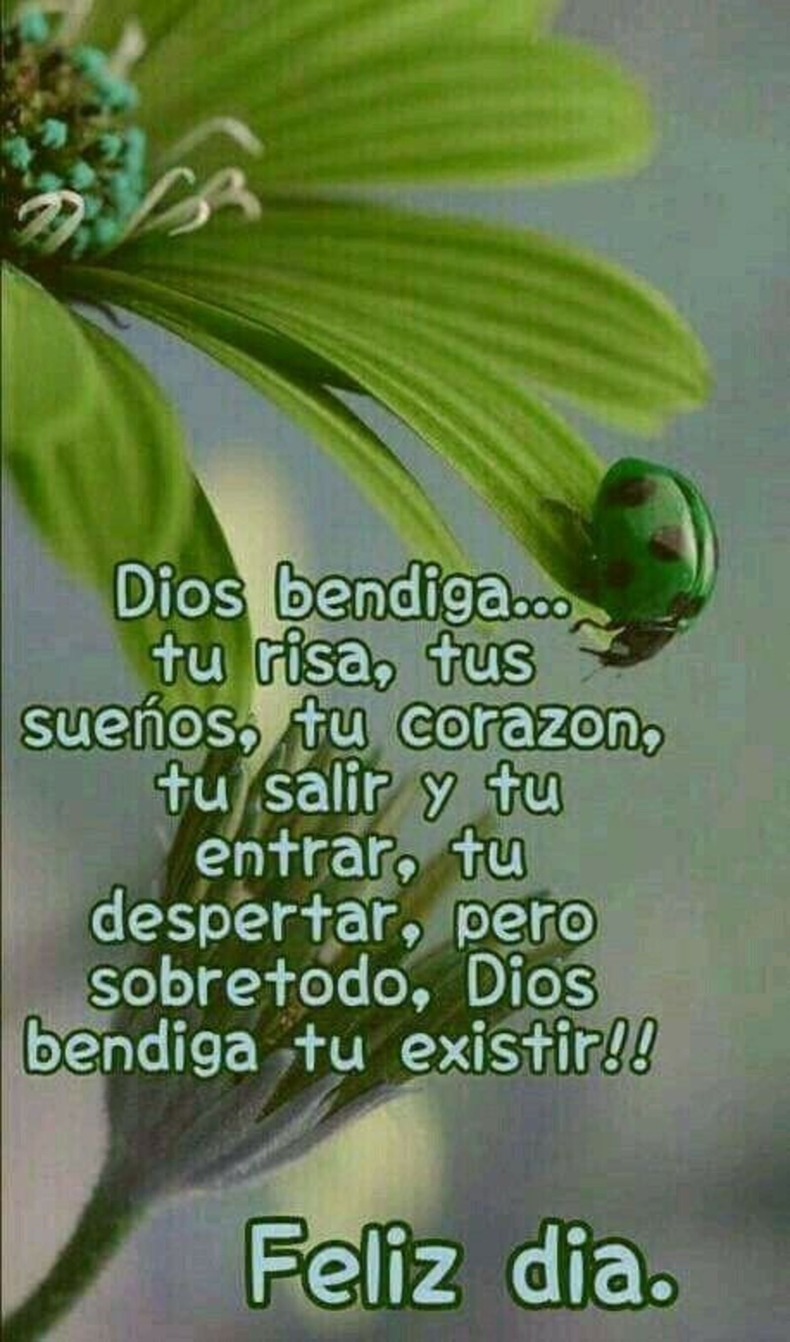 Dios bendiga...tu risa, tus sueños, tu corazón, tu salir y tu entrar, tu despertar, pero sobretodo, Dios te bendiga tu existir!! Feliz día