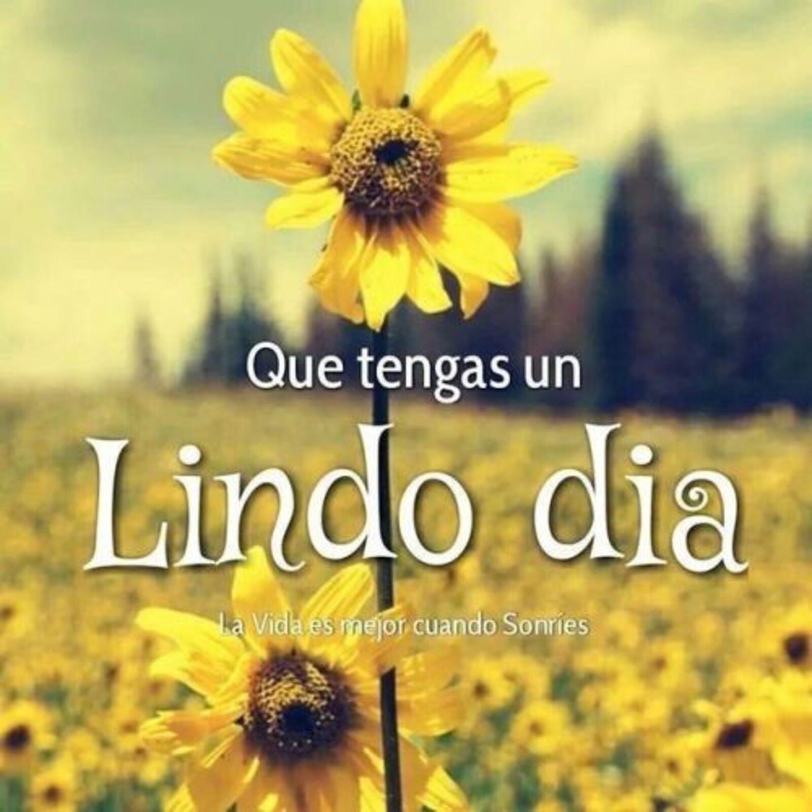 Que tengas un lindo dia