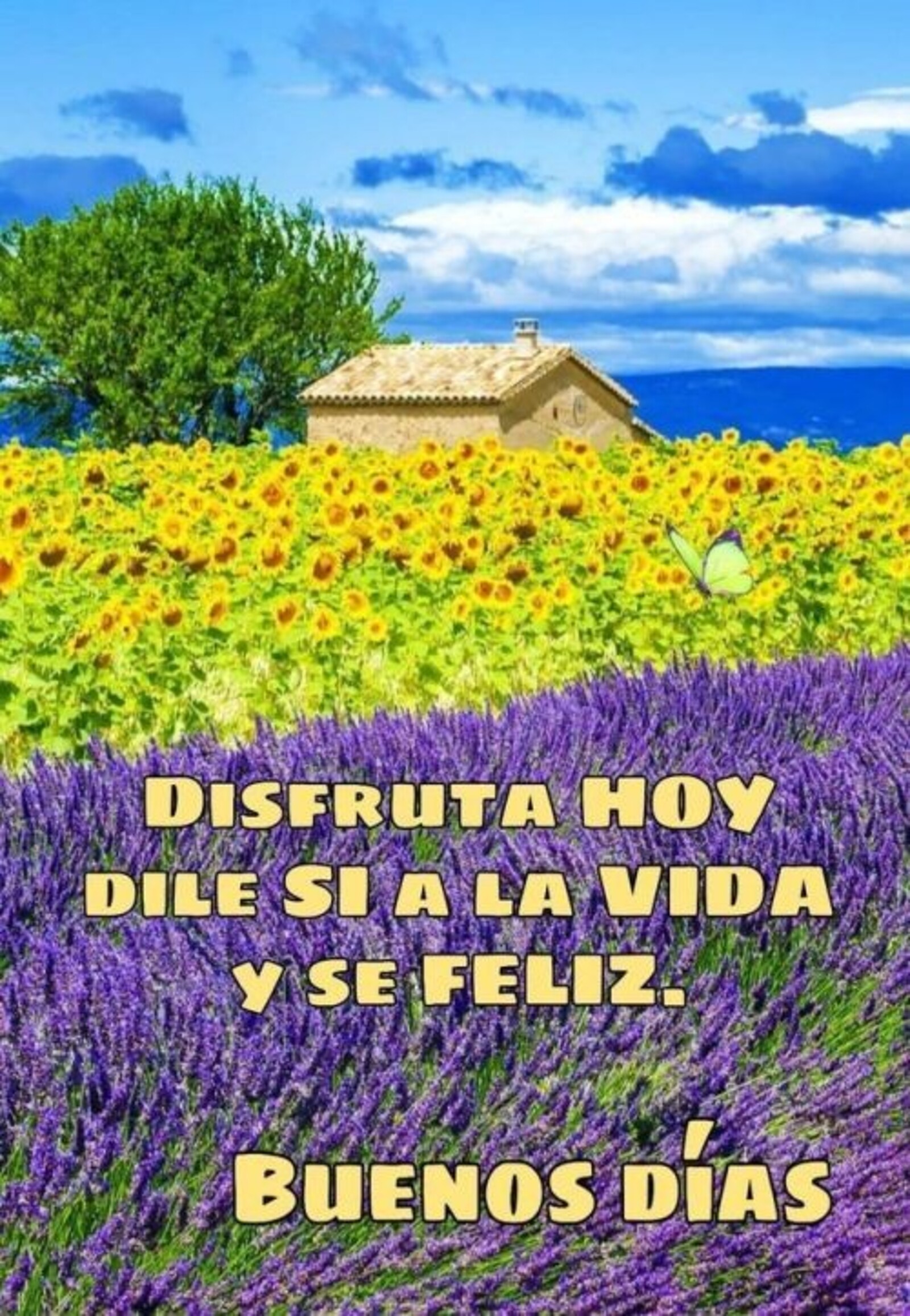 Disfruta hoy dile si a la vida y se feliz. Buenos días