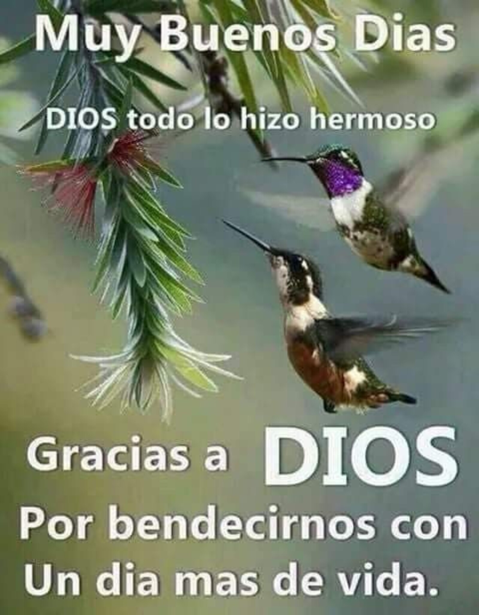 Muy buenos días, Dios todo lo hizo hermoso...gracias a Dios por bendercinos con un día más de vida