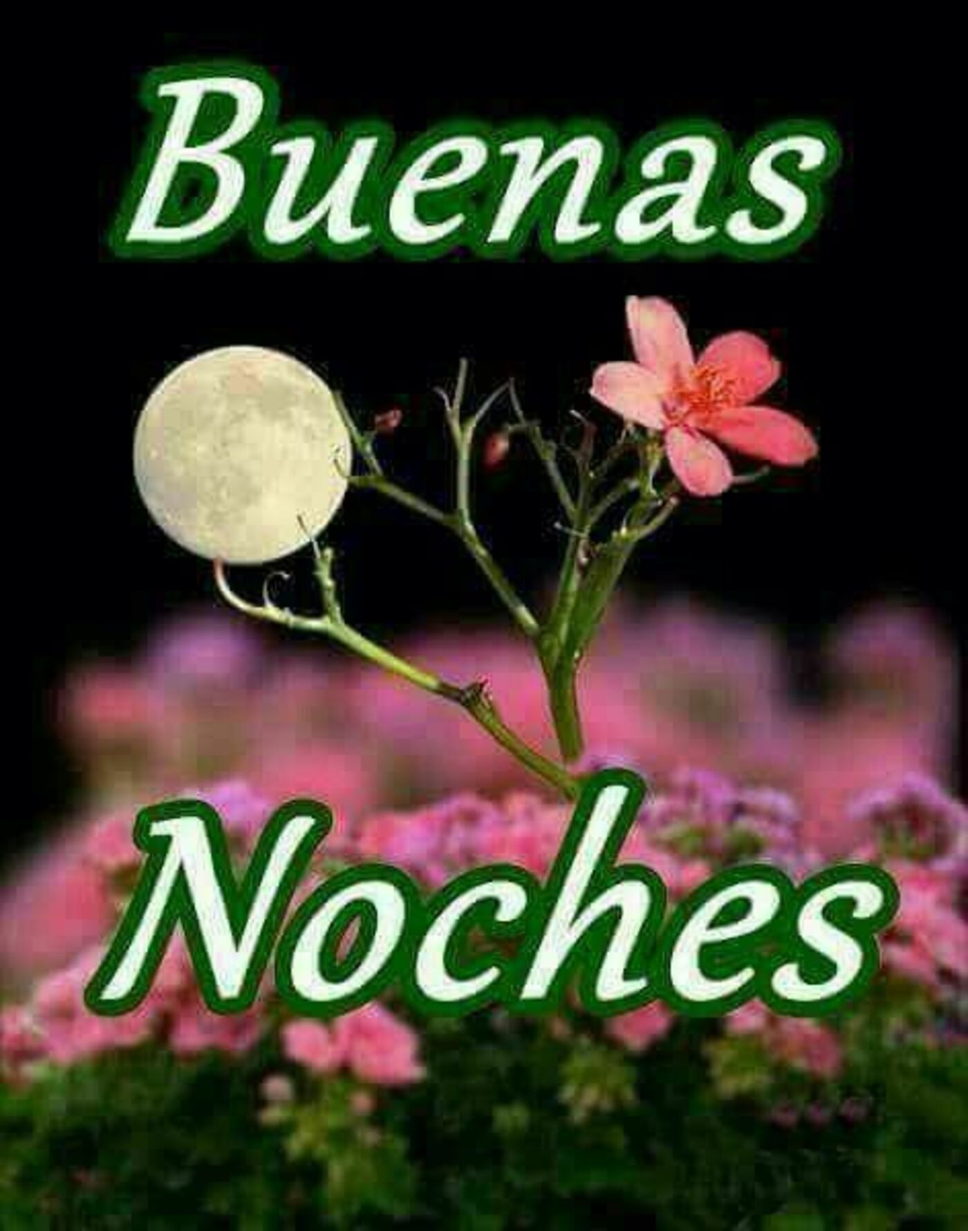 40 Buenas Noches Bellas Im genes WhatsApp HermosasImagenes