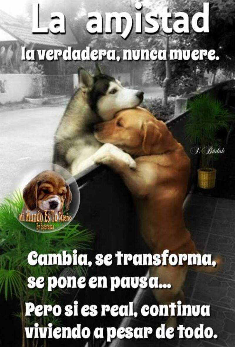 La Amistad, la verdadera, nunca muere. Cambia, se transforma, se pone en pausa... Pero si es real, continua viviendo a pesar de todo.