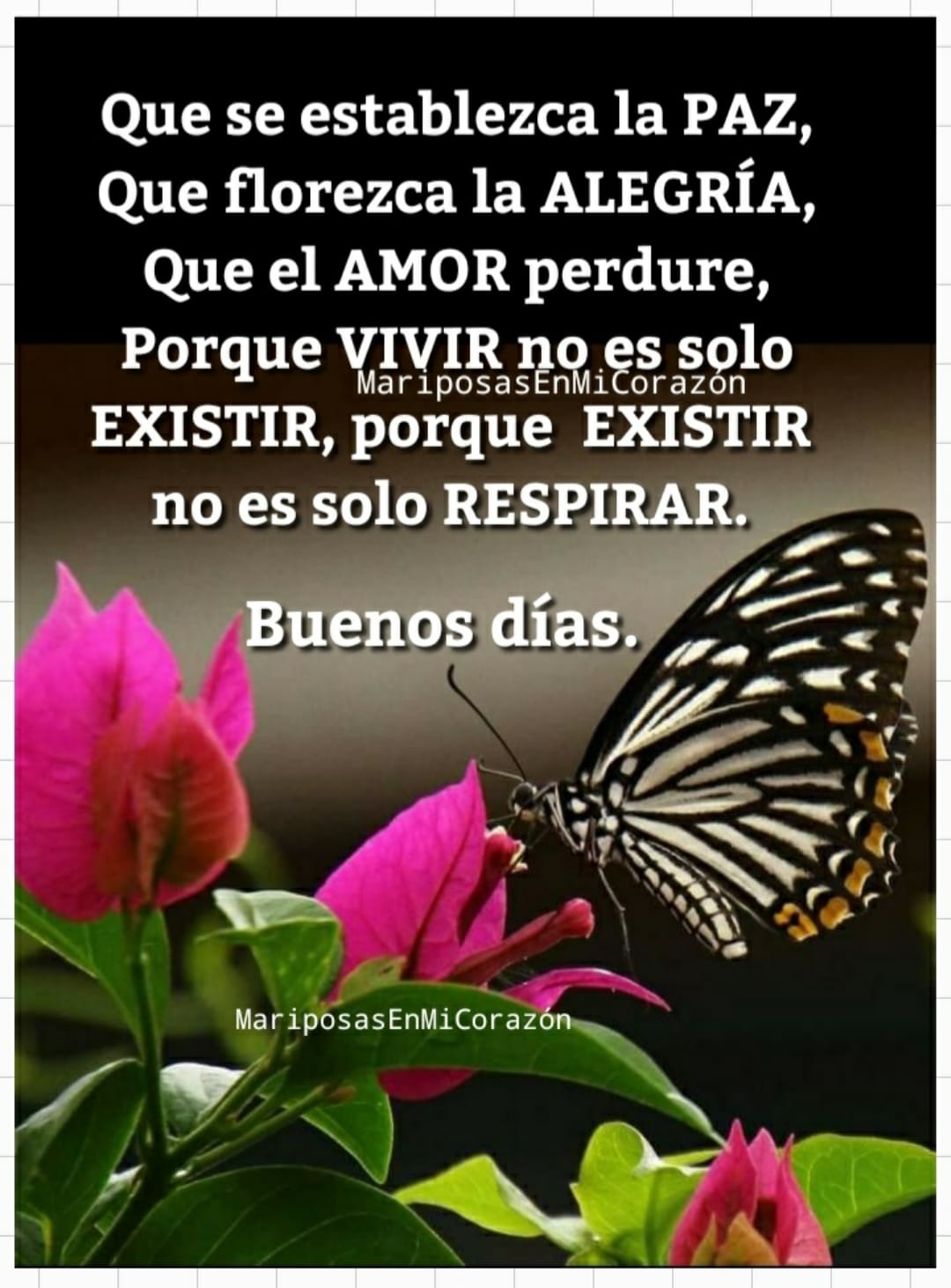 Top 47+ imagen la alegria de vivir imagenes de buenos dias - Top 47+ imagen la alegria de vivir imagenes de buenos dias -